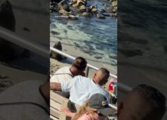 Sea lion charges at people on San Diego beach