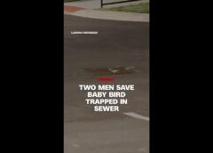 Two men reunite baby bird with its mother