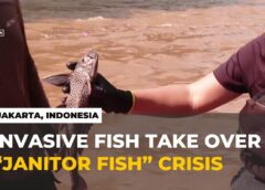 Invasive “Janitor Fish” Take over Jakarta’s polluted rivers
