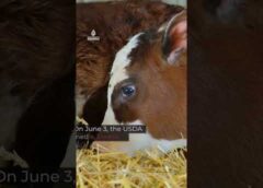 What is the deadly disease threatening the US’s cattle industry?