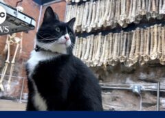 Cat lands museum security job